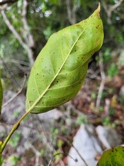 Lyonia ovalifolia