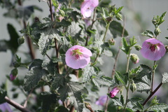 Anisodontea