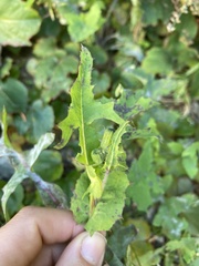 Sonchus oleraceus