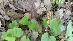 Maianthemum bifolium