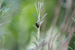 Chrysolina americana