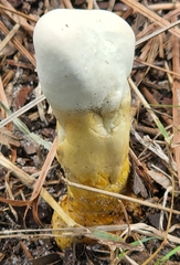 Ganoderma