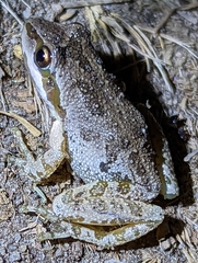 Pseudacris hypochondriaca