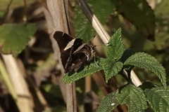 Eudamini