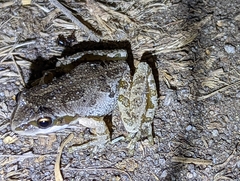 Pseudacris hypochondriaca