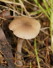 Singerocybe