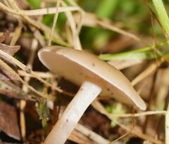 Singerocybe