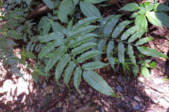 Coniogramme intermedia