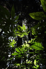 Fatsia polycarpa