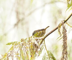 Sericornis frontalis