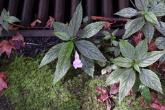 Impatiens uniflora