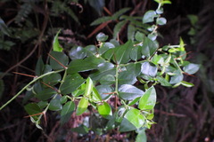 Damnacanthus indicus