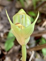 Pterostylis curta