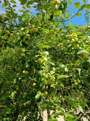 Malus sylvestris