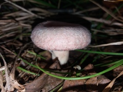 Lactarius torminosus