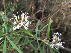 Grevillea linearifolia