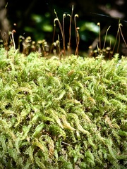 Pyrrhobryum spiniforme