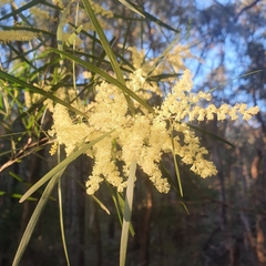 Acacia floribunda