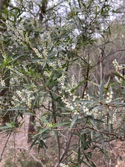 Leucopogon affinis