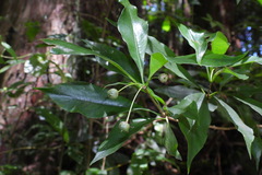 Pittosporum illicioides