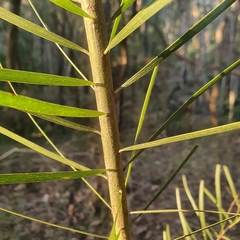 Acacia floribunda
