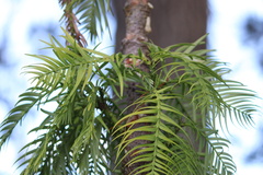 Wollemia nobilis