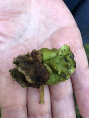 Andricus quercuscalicis