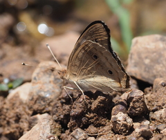 Junonia