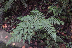 Diplazium kawakamii