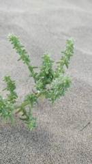 Salsola kali