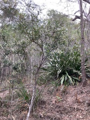 Leucopogon affinis