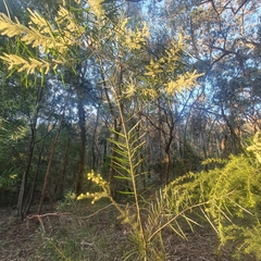 Acacia floribunda