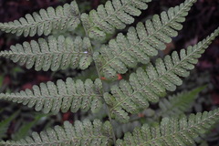 Diplazium kawakamii