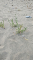 Salsola kali