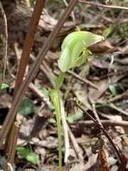 Pterostylis curta