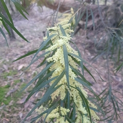 Acacia floribunda