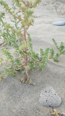 Salsola kali