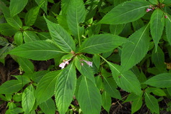 Impatiens devolii