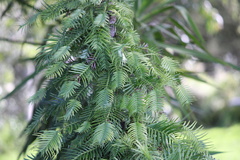 Wollemia nobilis