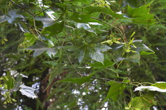 Acer serrulatum