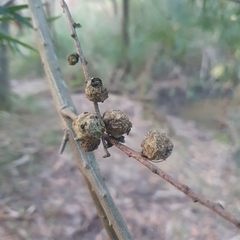 Acacia floribunda