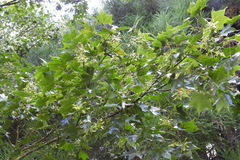 Acer serrulatum