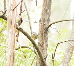 Sericornis frontalis