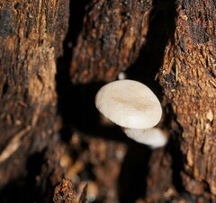 Clitocybe semiocculta