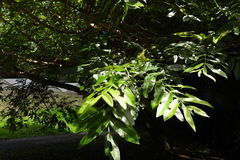 Pterocarya stenoptera