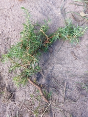 Juniperus communis