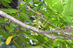 Pterocarya stenoptera