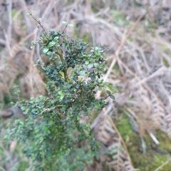Coprosma quadrifida