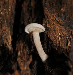 Clitocybe semiocculta