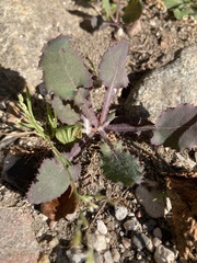 Sonchus oleraceus